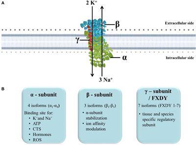 The Na+/K+-ATPase: A potential therapeutic target in cardiometabolic diseases